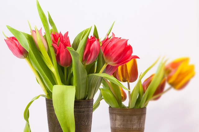 Tulips-651672_640