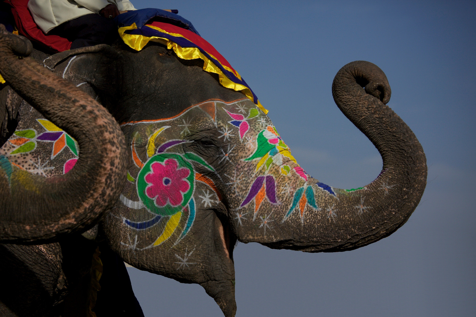 Painted_elephant_-_Jaipur