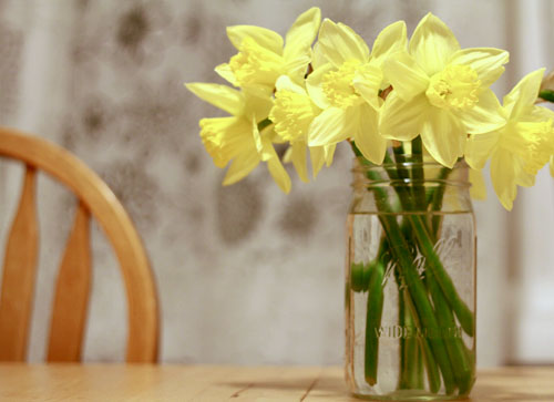 Daffodiils